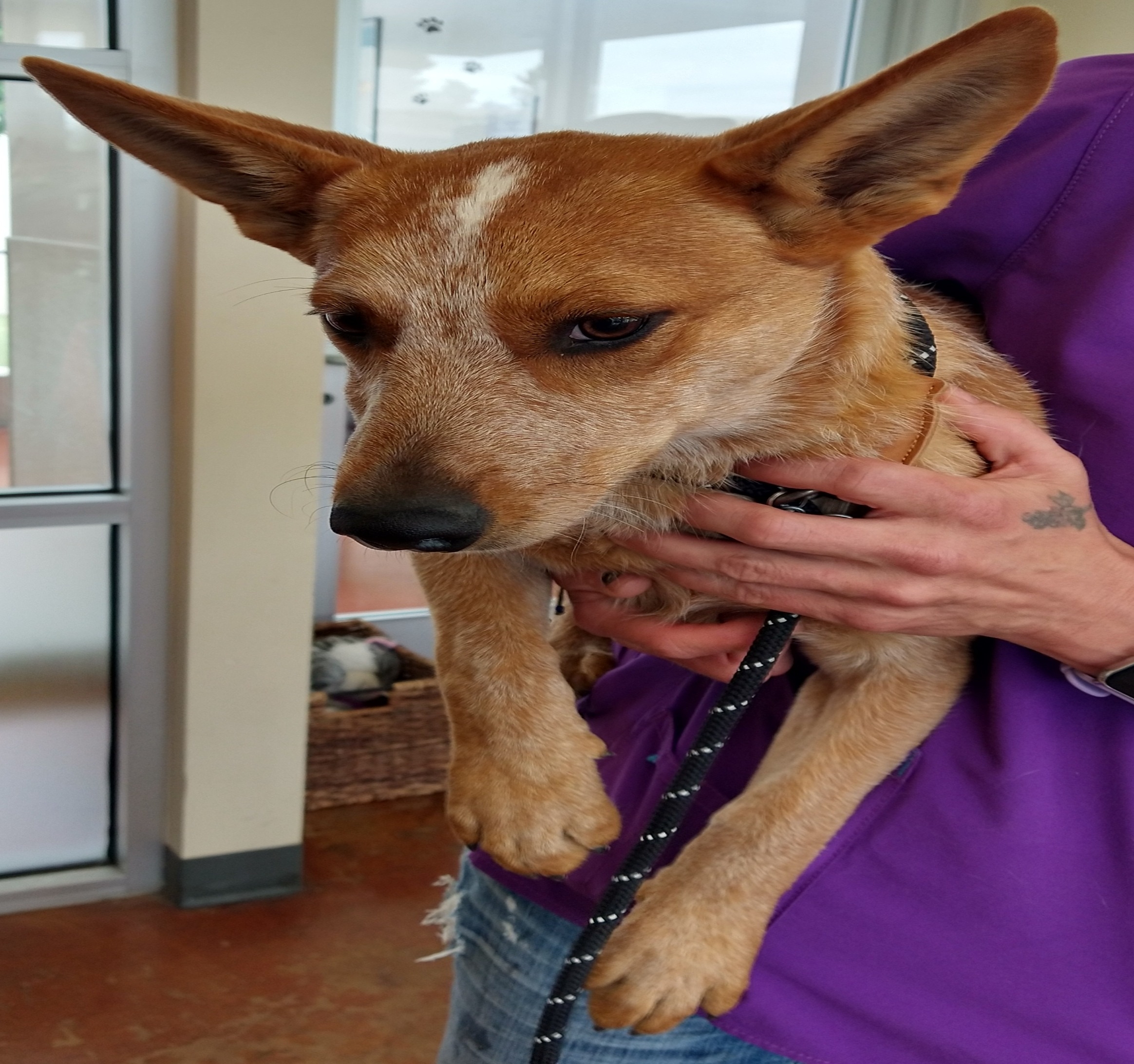 Fashion dachshund heeler mix