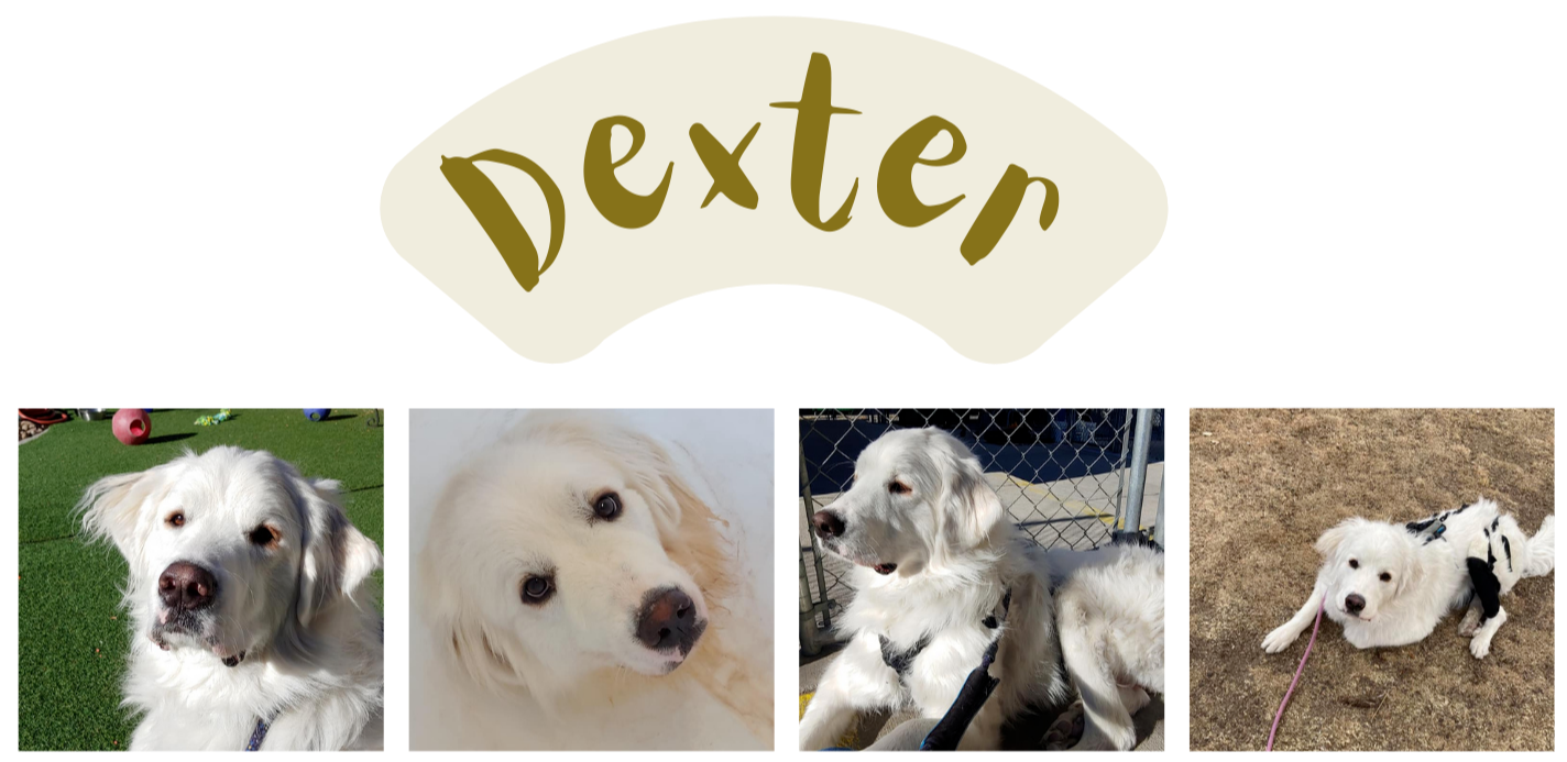 Dexter the Great Pyrenees Dexter the Great Pyrenees