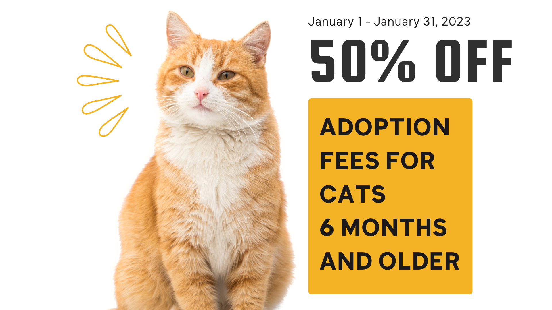 
50% OFF CAT ADOPTION FEES