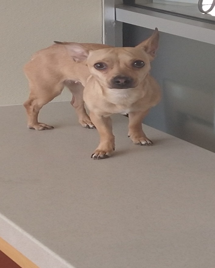 
    22-0220 Chihuahua