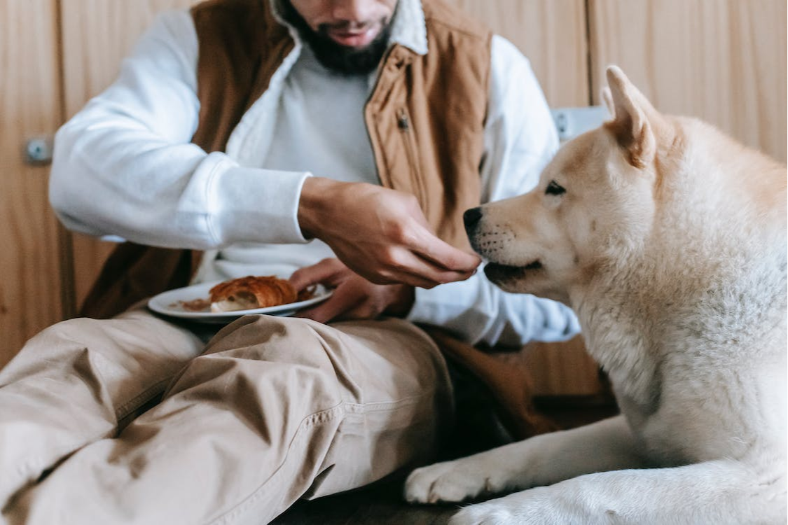 
Tips on How to Do Your Best for Needy Pets